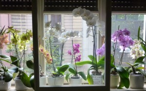 Mise MILANO e Penelopi maggio 14 018