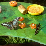 Casa delle farfalle