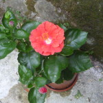 Caucaso luglio n15 072