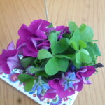 Miscellanea. agosto 15 001