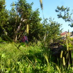 Miscellanea. agosto 15 052