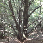 Ferragosto e varie 002