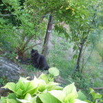 agosto-2016-borzonasca-103