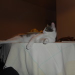 fine estate 2016 + Giuly 052