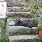 Luglio caldissimo 2015 034