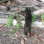 Post Mimilla 2017 040