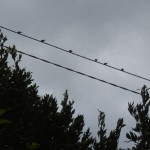 settembre 2017 Borzonasca 169