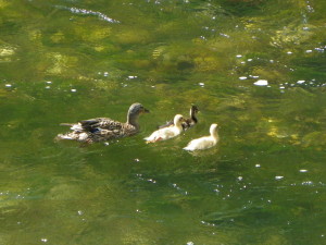 1,5 Copia di IMGP0548