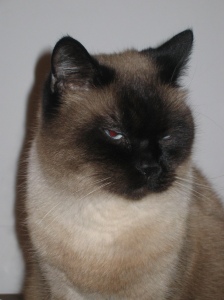 La mia ultima foto tessera