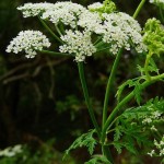 conium-m-e136795 0153761[1]