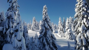 Boschi della Paganella, foto rl, febbraio 2014