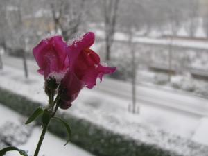 Sul balcone di un blogger ...
