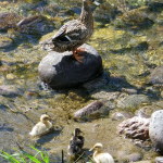 1 -Copia di IMGP0538