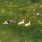 1,5 Copia di IMGP0548