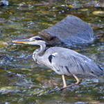 2 -Copia di cinque 011