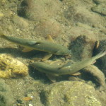 3 -Copia di IMGP2613