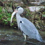 4 - Copia di IMGP0019