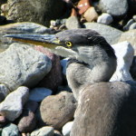 5 -Copia di foto varie 392