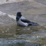 5,5 Copia di tre 169