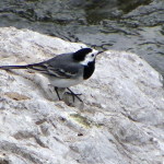 6 -Copia di IMGP0276