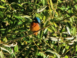 01-11-2015 16.15.29_0028 - Copia