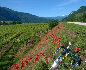 WP_20160520_003 - Copia - Copia