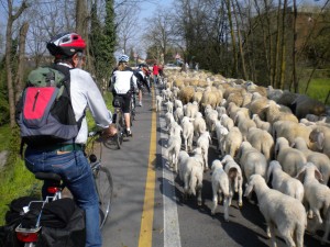 lodi-11-apr-2015-jpg-61