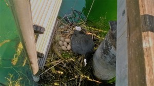 2 - Covare oh ...oh ...