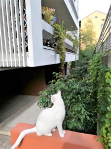 IMG_20171004_150913_resized_20171005_081613596