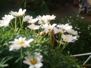 IMG_20171112_090418_resized_20171113_024153928