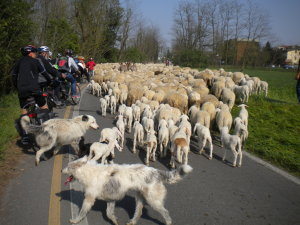 LODI 11 APR 2015.JPG (60)