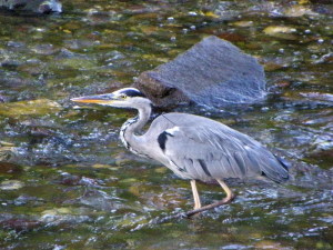 2 -Copia di cinque 011