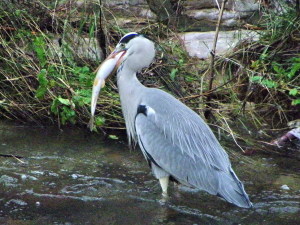 4 - Copia di IMGP0019