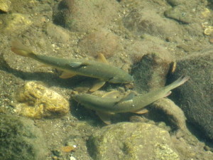 3 -Copia di IMGP2613