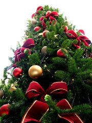 Natale... - Fonte: http://commons.wikimedia.org/wiki/Image:Christmas_tree_sxc_hu.jpg