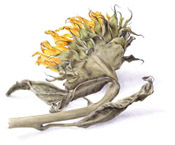 Tomaso Marcolla - Girasole secco - 2003