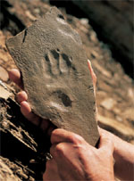 impronta - fonte: mtsn.tn.it