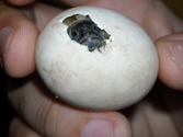 La nascita delle tartarughe - fonte: Museo tridentino di Scienze Naturali