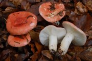Russula Mairei - fonte: Gruppo Micologico G. Bresadola website