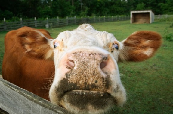 600 benessere animale