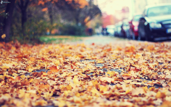 600-foglie-di-autunno-strada-auto-213629