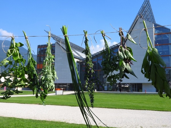 600 gli aromi dell'orto