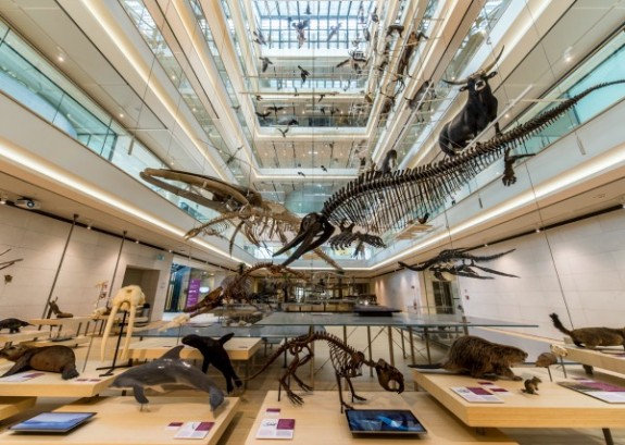 600Ittiosauro esposto al MUSE. Foto Matteo De Stefano. Archivio  MUSE